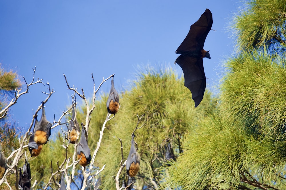 black bird flying over green plants during daytime