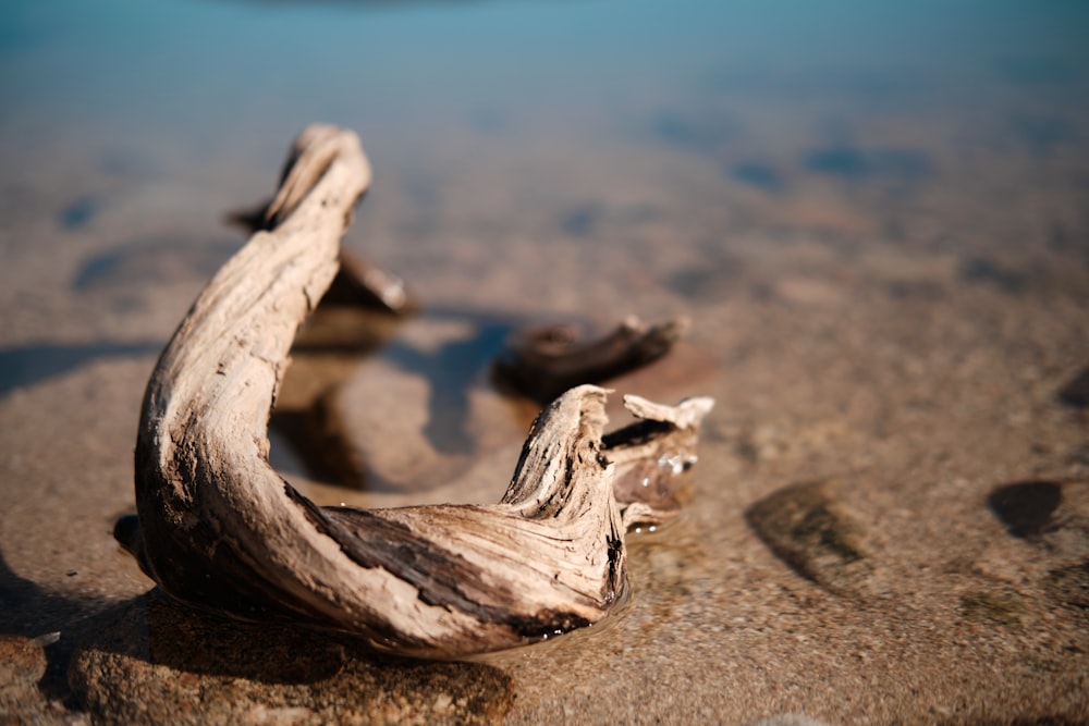 brown wood on brown sand