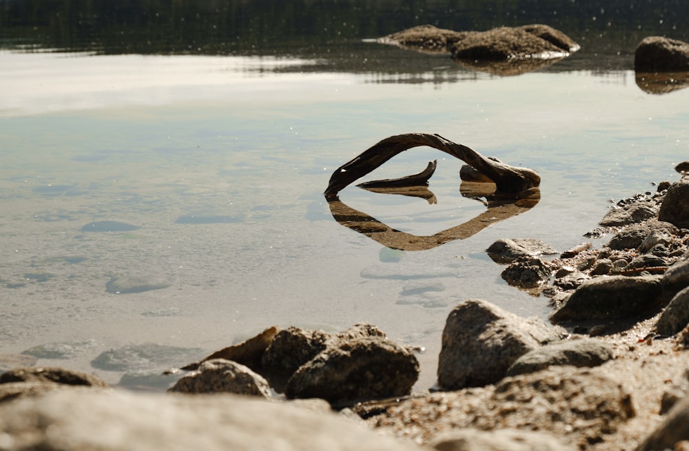 brown and black snake on gray rock near body of water during daytime