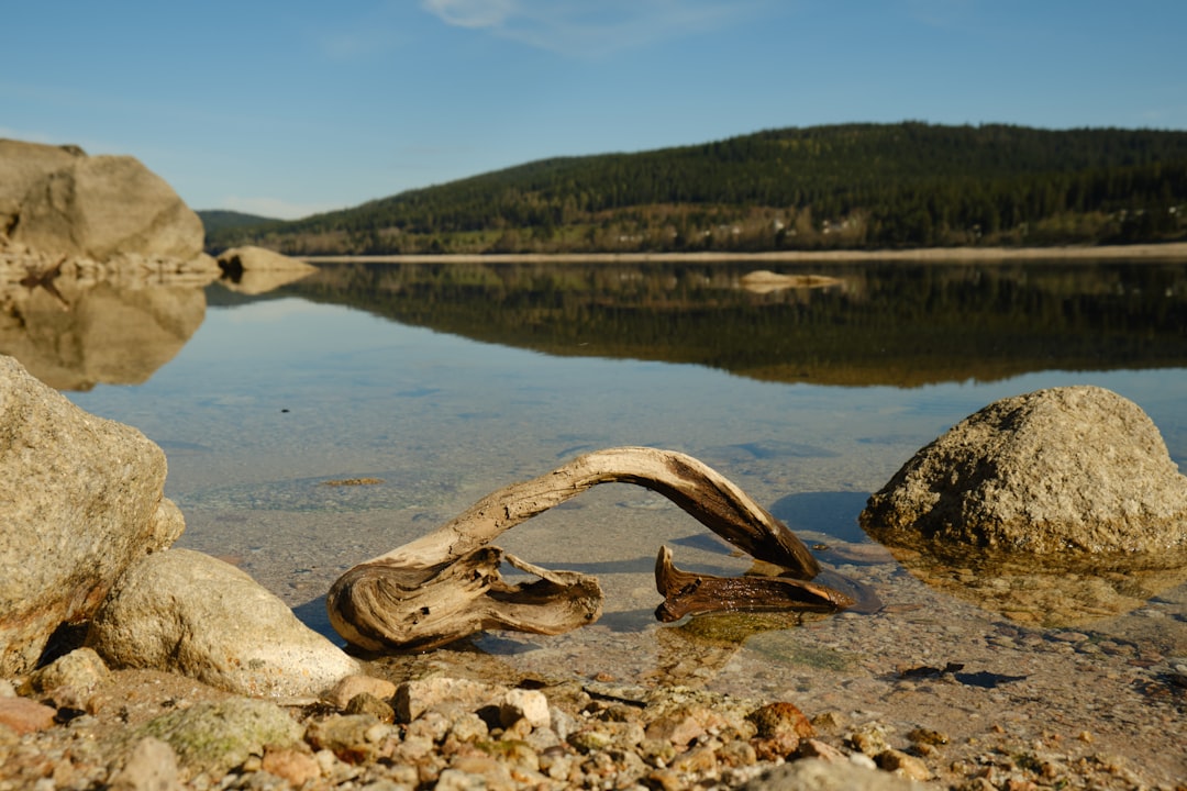 brown wood log on gray sand near lake during daytime