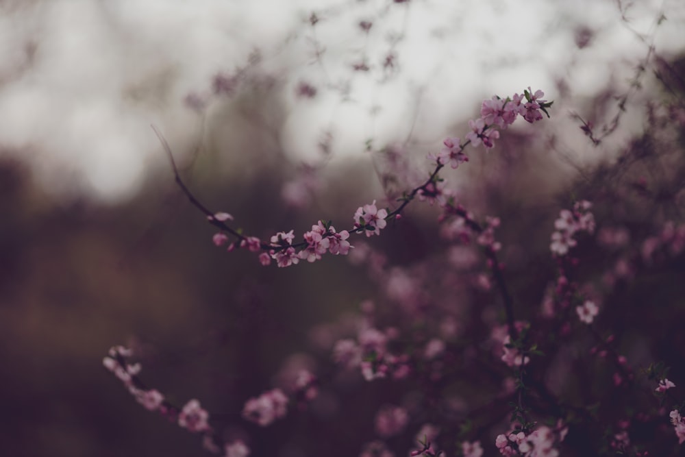 pink and white flowers in tilt shift lens