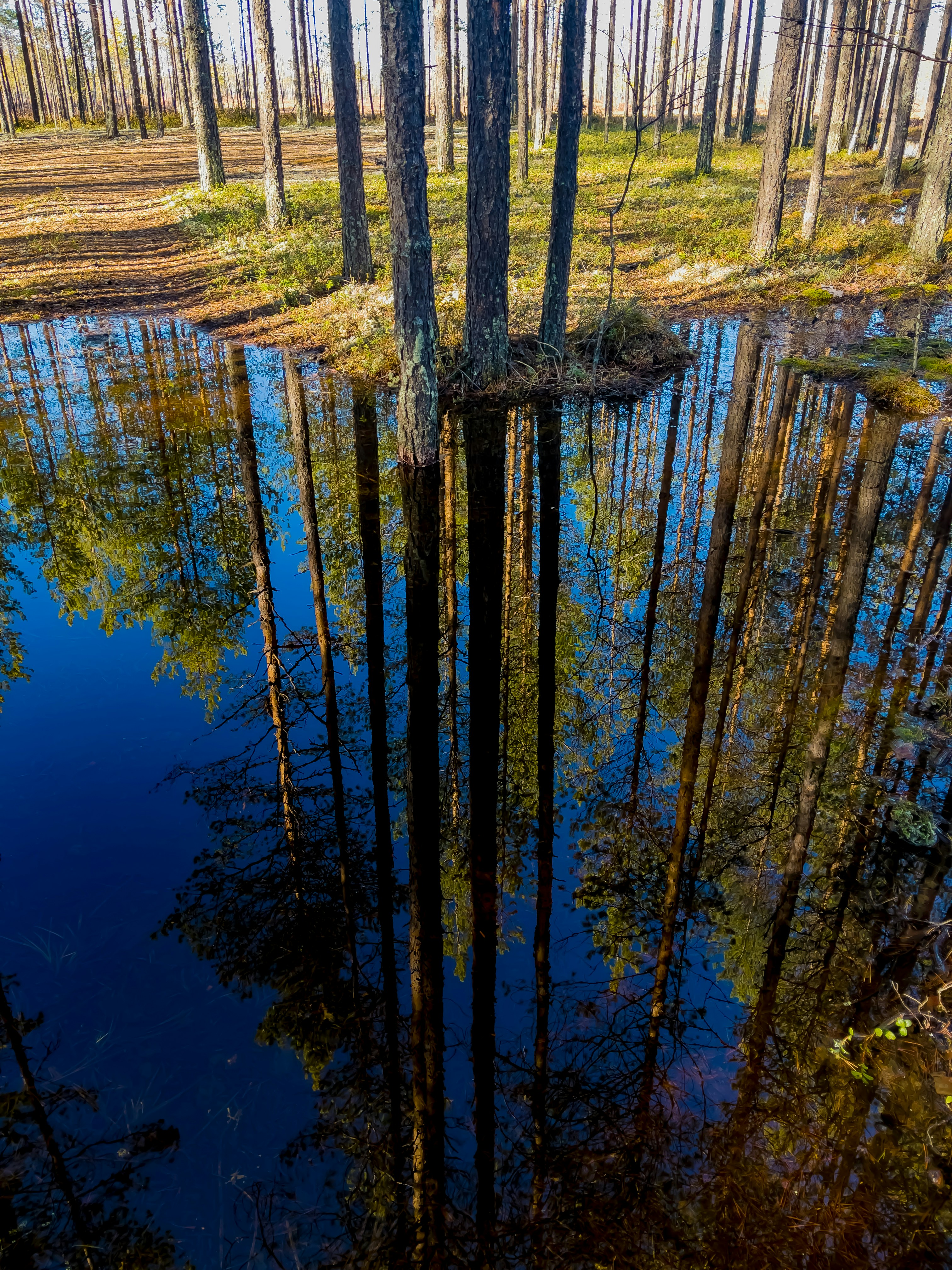 forest spring water, wallpaper, Natural Spring Water: Safety & Essential Checks 3