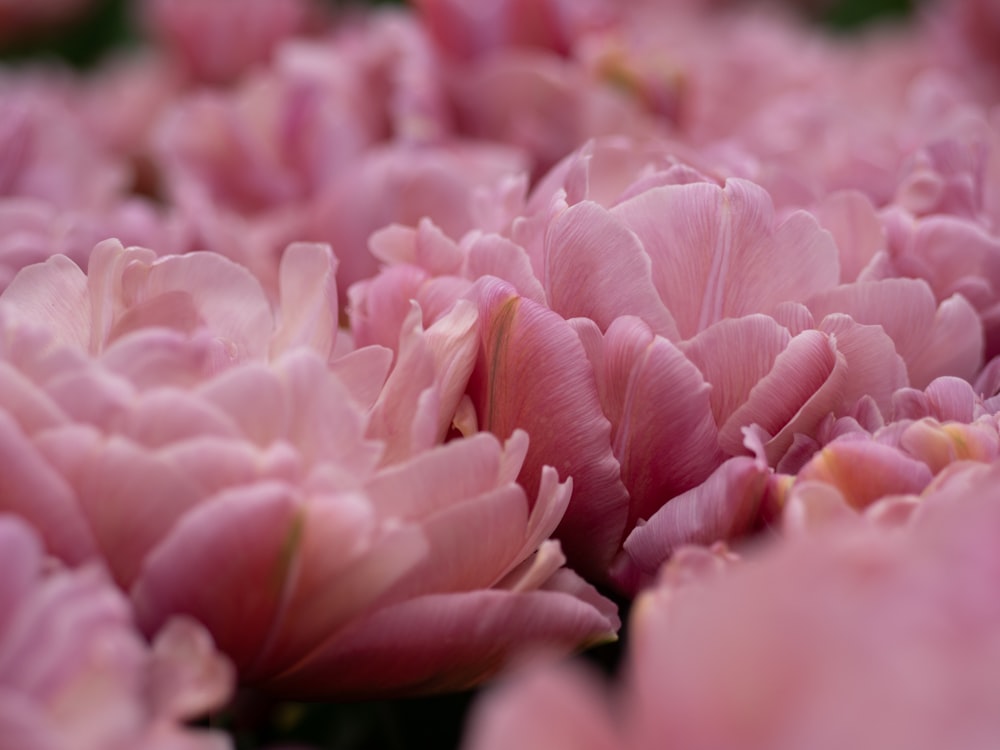 pink flower in macro shot