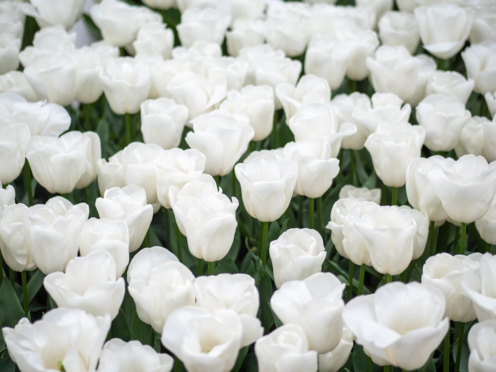 white tulips in bloom during daytime