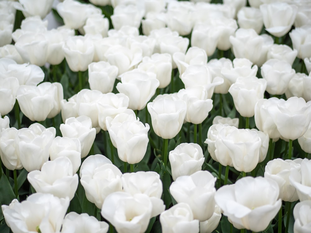 Weiße Tulpen blühen tagsüber