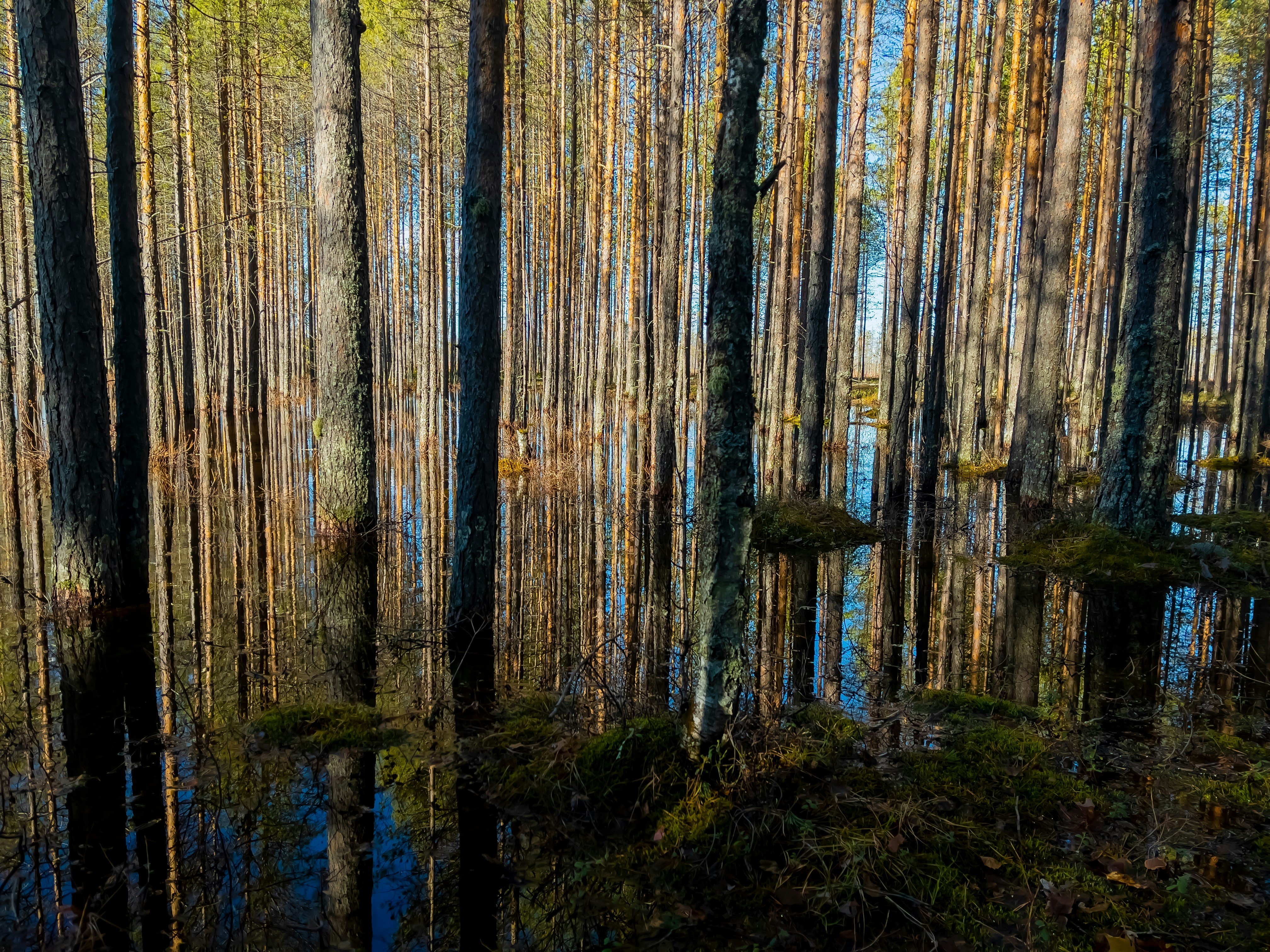 forest spring water, wallpaper, Natural Spring Water: Safety & Essential Checks 2