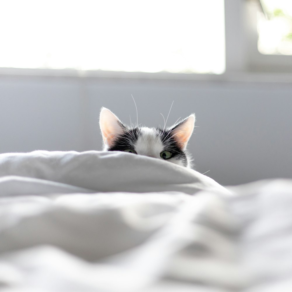 Un gato blanco y negro asomándose por debajo de una manta