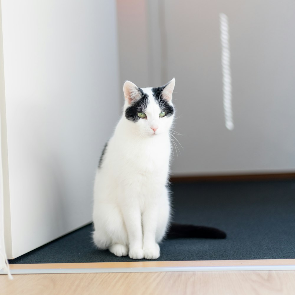 a black and white cat is sitting on the floor