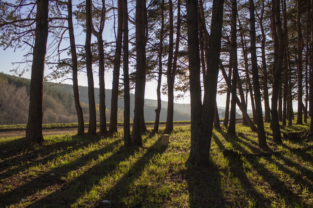 brown trees on green grass field during daytime