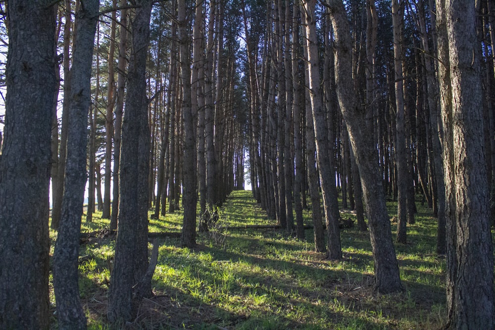 hierba verde y árboles marrones durante el día