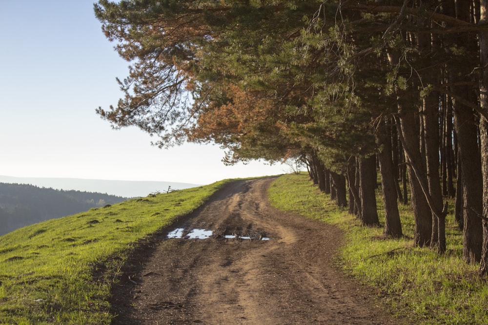 brown pathway between green grass field and trees during daytime