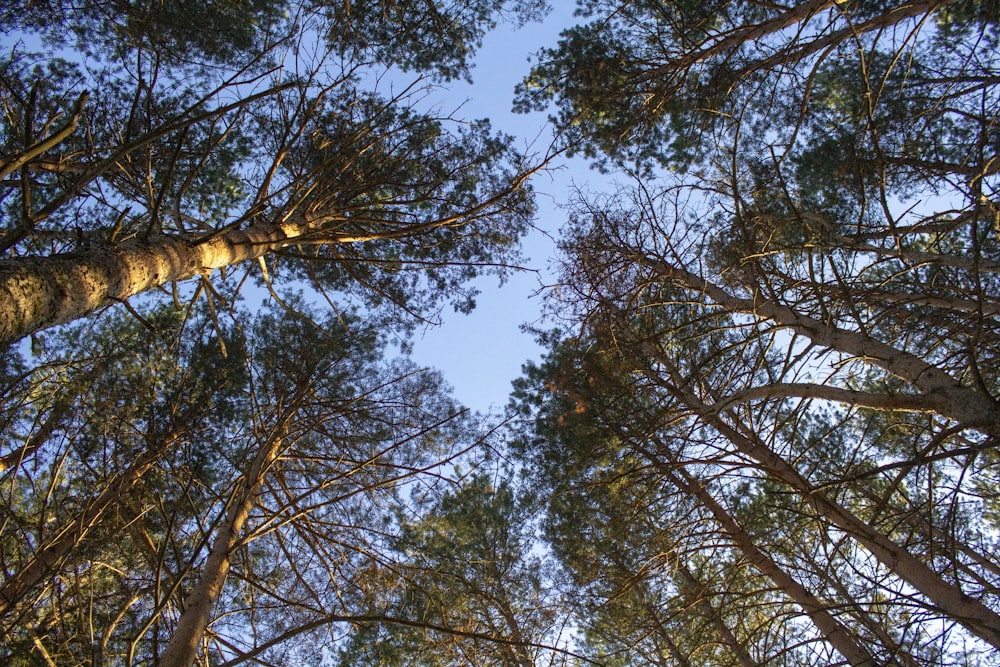 árbol marrón bajo el cielo azul durante el día