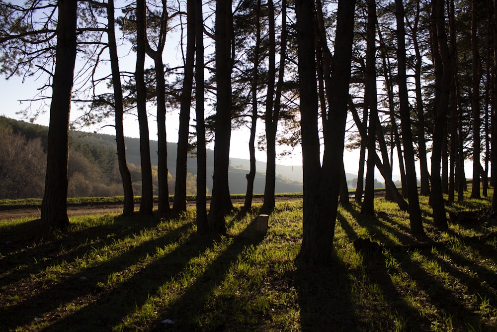 alberi marroni su un campo di erba verde durante il giorno