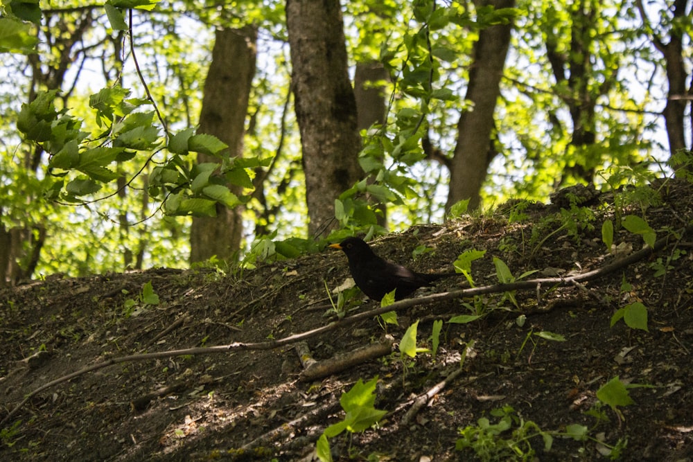 pássaro preto no tronco marrom da árvore durante o dia