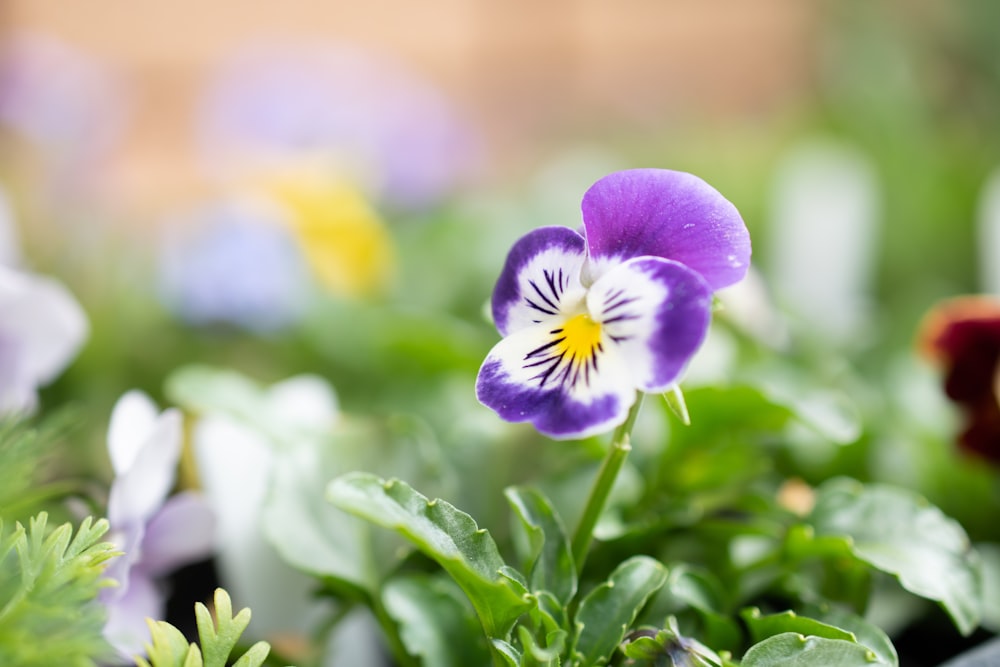 purple flower in tilt shift lens