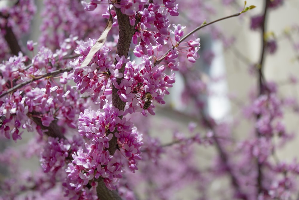 pink flowers in tilt shift lens