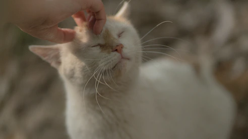 A calm cat being softly groomed with a light blue background and subtle paw illustrations.