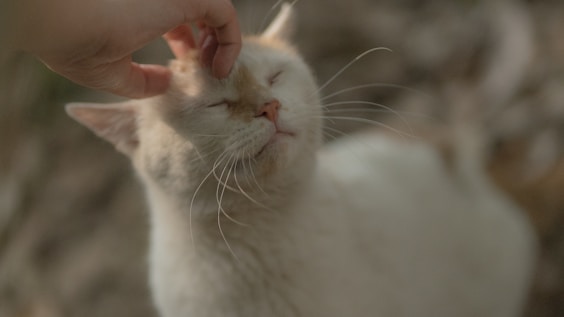 A gentle caretaker softly petting a relaxed white cat with piercing blue eyes.