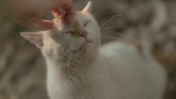 Close-up of a calm cat enjoying a light deshedding and brush-out session.