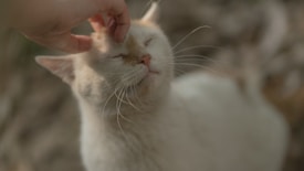 A light-colored cat with closed eyes is being gently petted on its head by a human hand, conveying a sense of calm and contentment. The background is softly blurred, drawing focus to the serene expression of the cat.