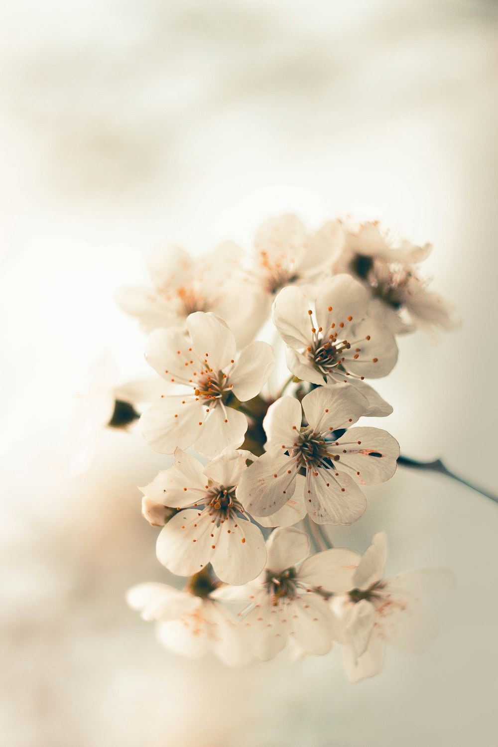 white cherry blossom in close up photography