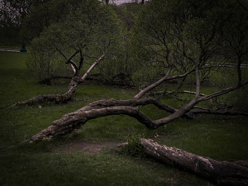 brown tree trunk on green grass field