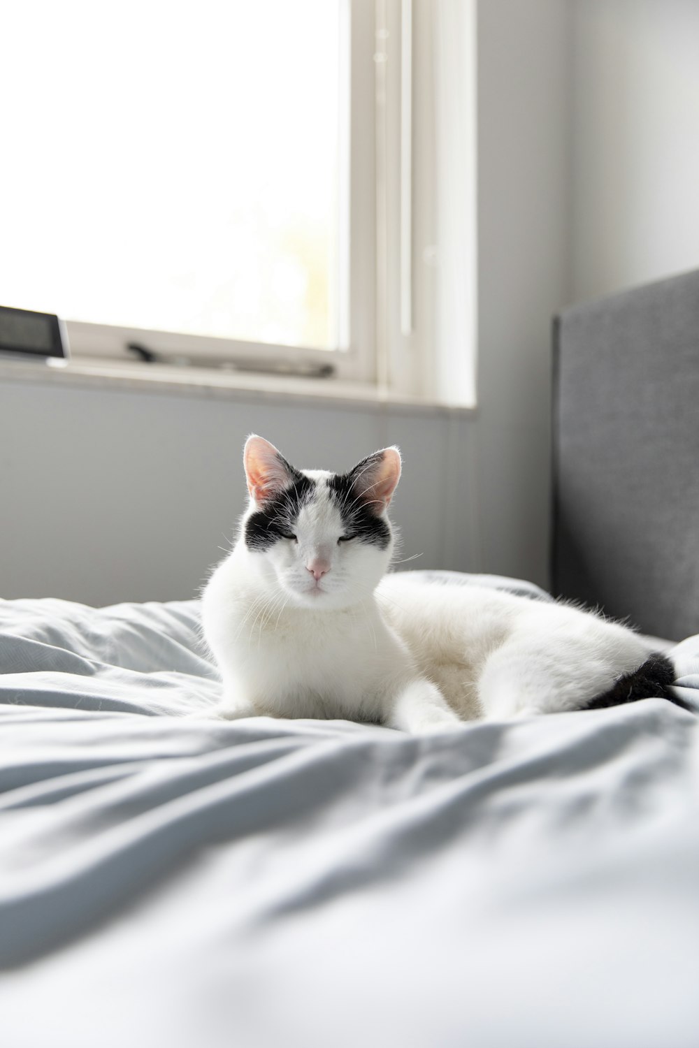 white and black cat on white bed