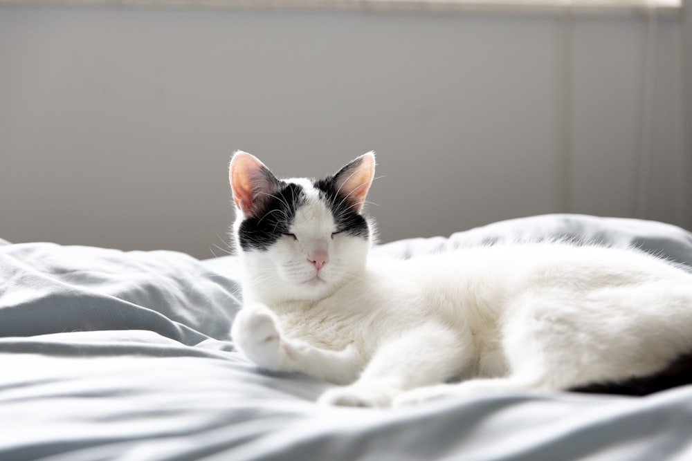 white and black cat on white bed