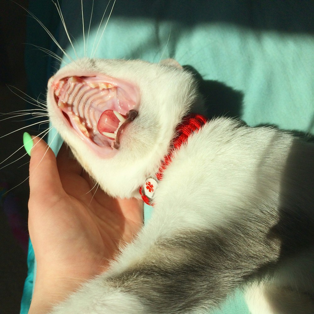 person holding white and gray cat