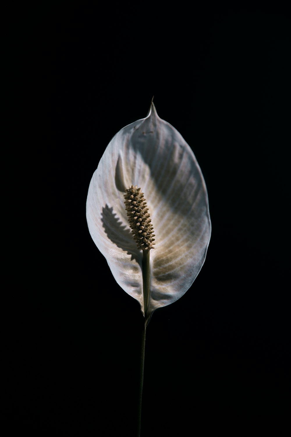 黒い背景に白と茶色の花