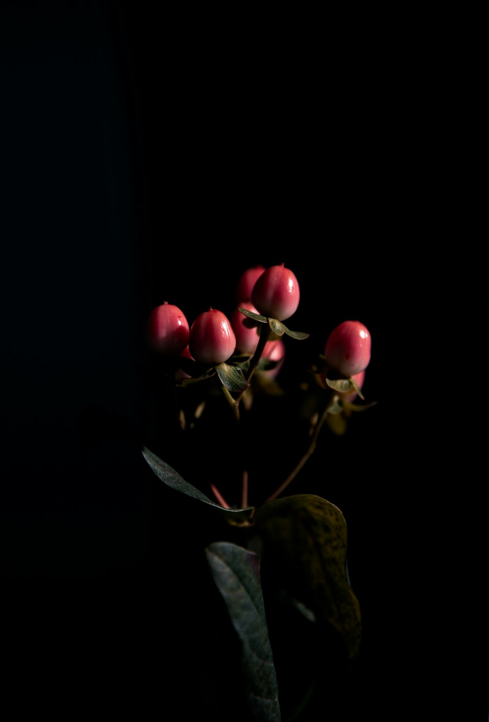 red and green flower buds