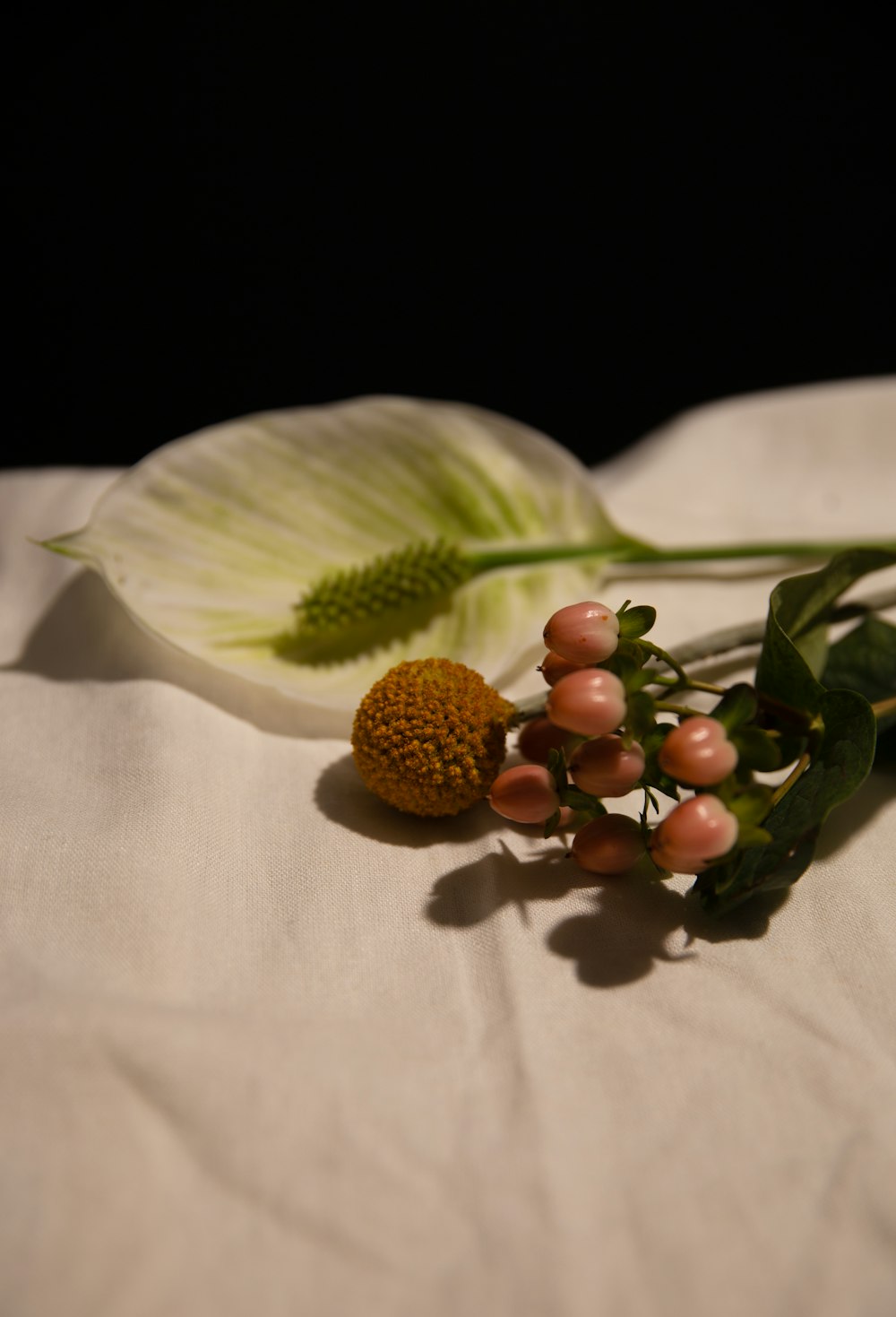 Frutos redondos marrones sobre tela blanca