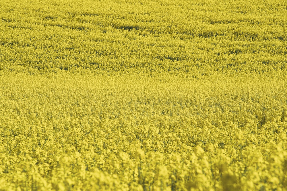 yellow flower field during daytime