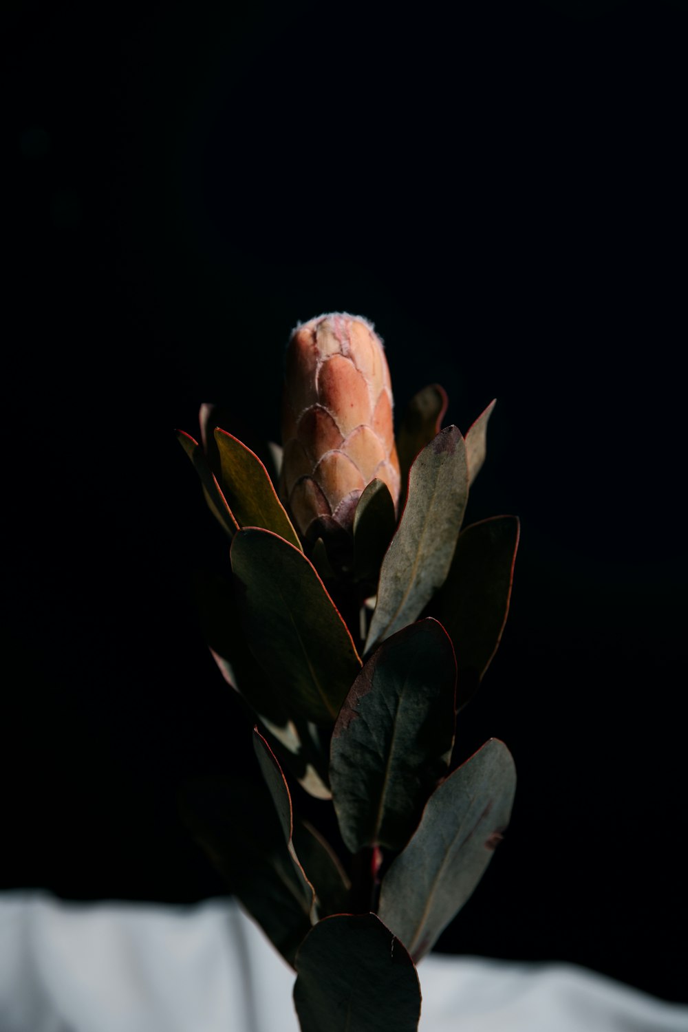 pink and green flower in black background