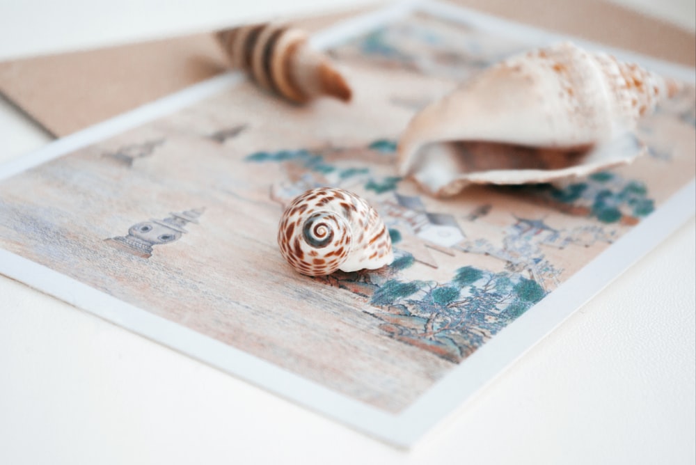 white and brown seashell on white and blue textile