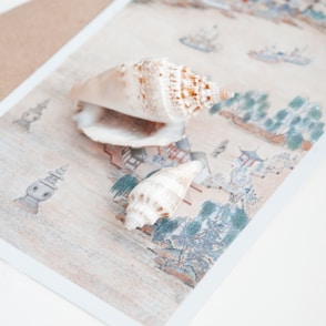 white and brown seashell on white and blue floral textile