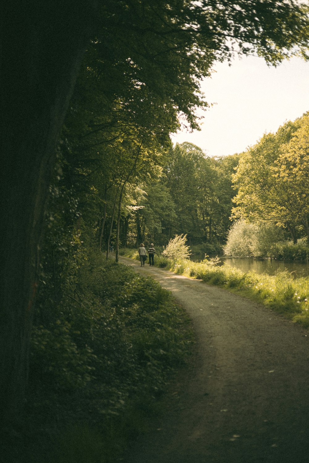 gray road between green trees during daytime