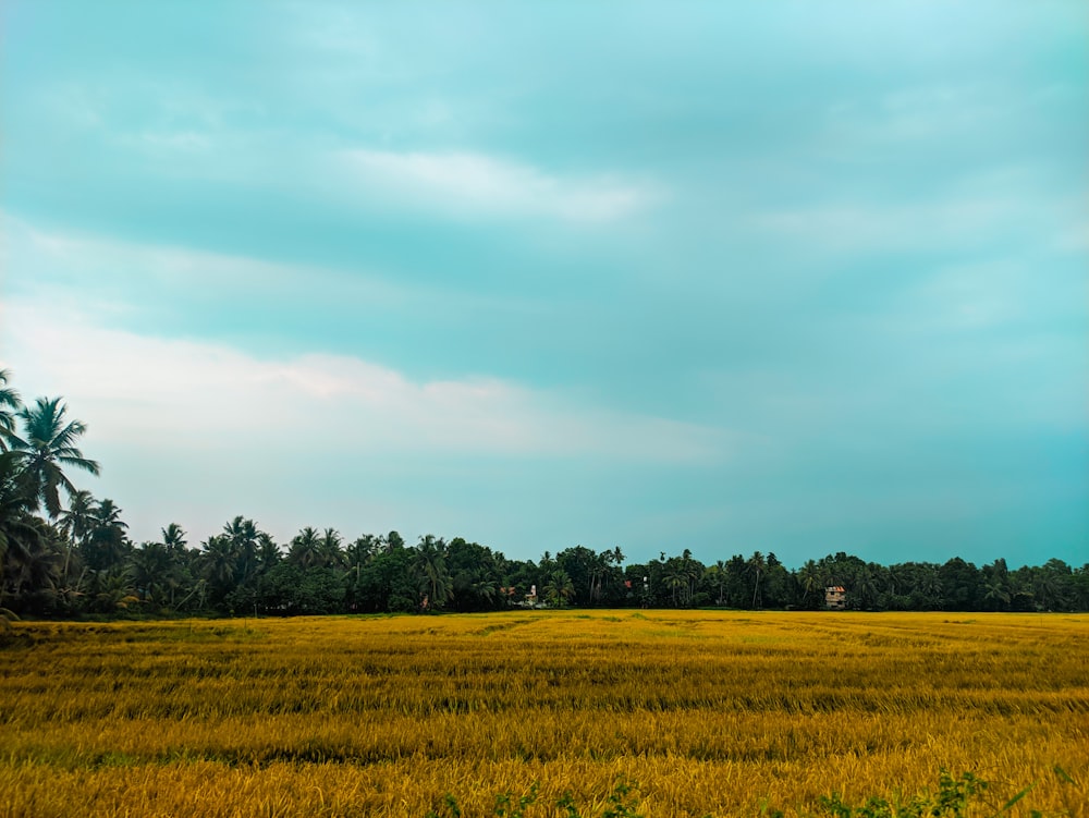 green grass field under white clouds during daytime