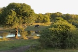 A lush, green landscape featuring a large, leafy tree by a small pond. In the background, an elephant is walking through a grassy area surrounded by dense vegetation.