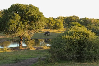 A lush, green landscape featuring a large, leafy tree by a small pond. In the background, an elephant is walking through a grassy area surrounded by dense vegetation.