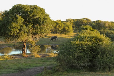 A lush, green landscape featuring a large, leafy tree by a small pond. In the background, an elephant is walking through a grassy area surrounded by dense vegetation.