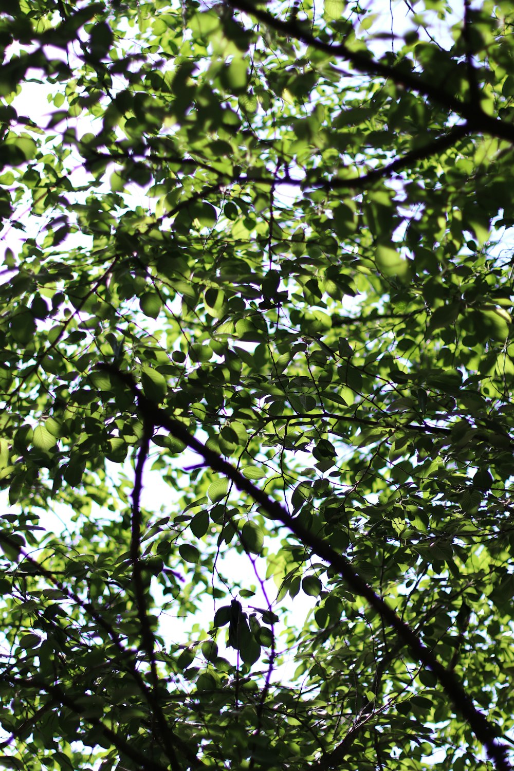 green leaves on brown tree branch