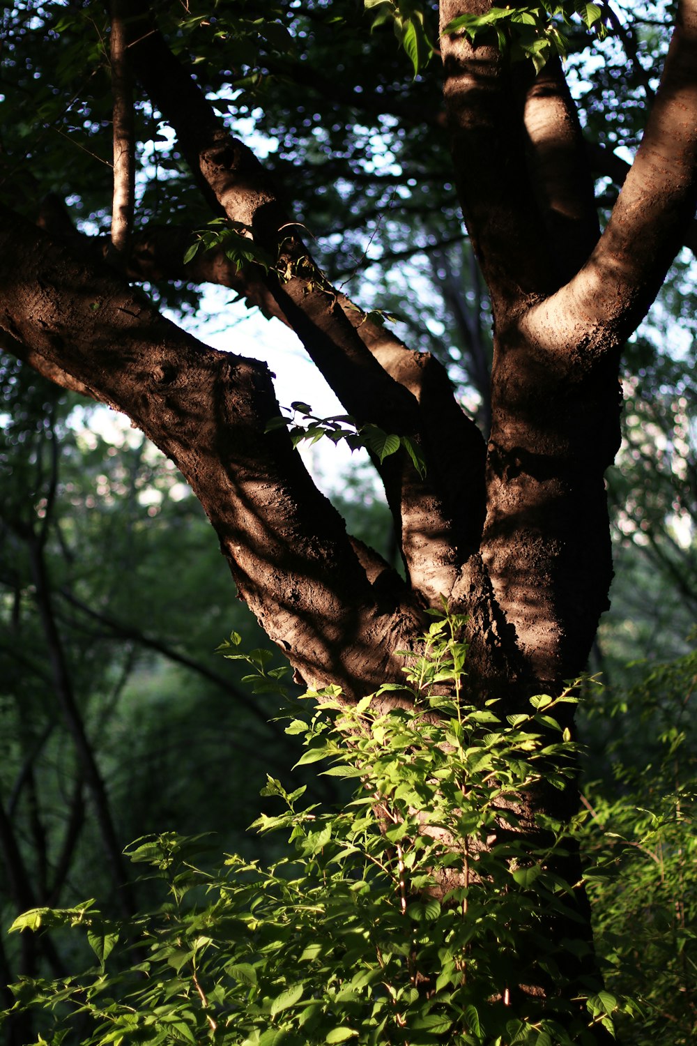 brown tree trunk with green leaves