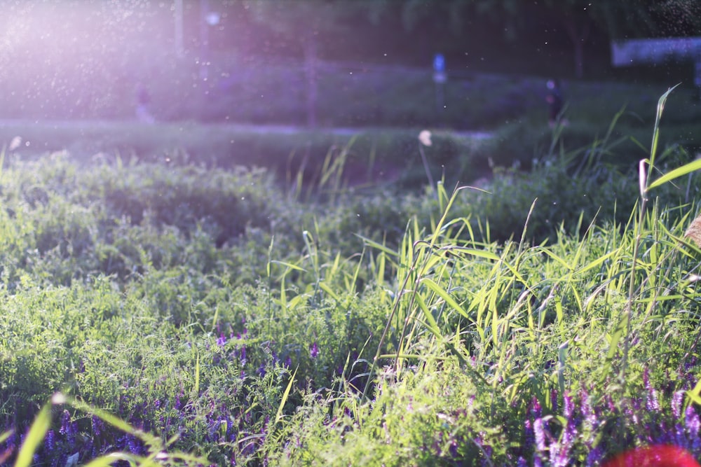 green grass field during daytime