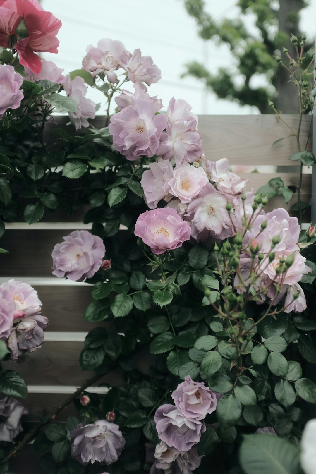 pink flowers with green leaves