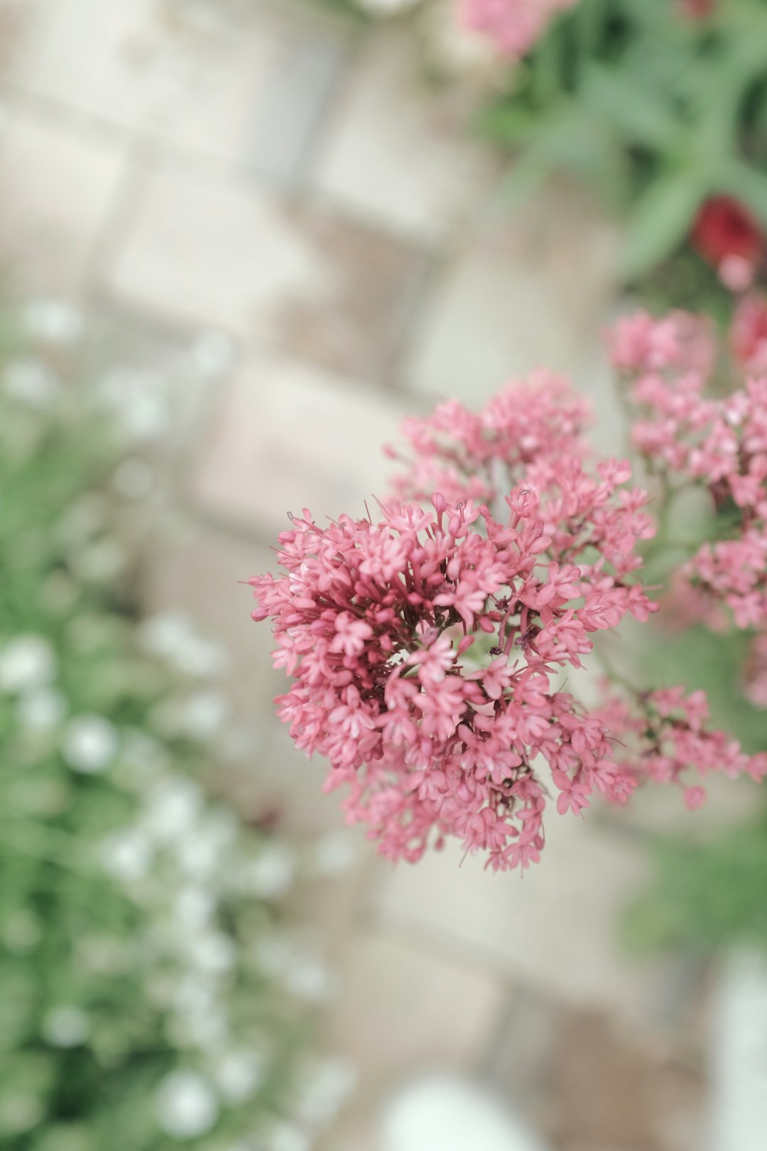 pink flowers in tilt shift lens