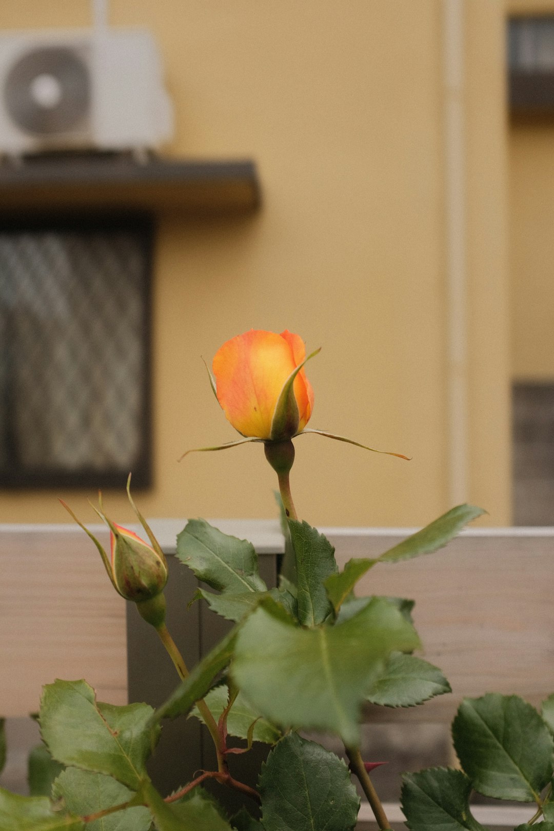 orange rose in bloom during daytime