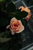A peach-colored rose in full bloom surrounded by deep green leaves. The background features a subtle, blurred mesh pattern.