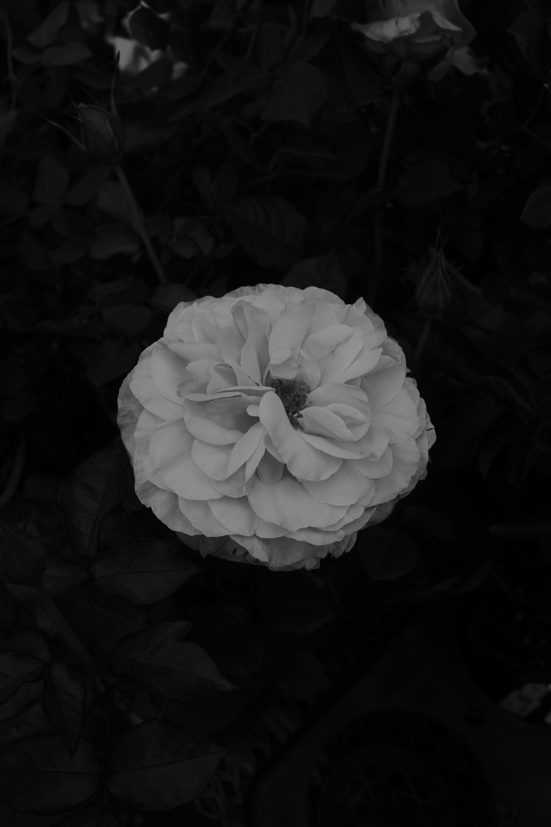 white flower in black background