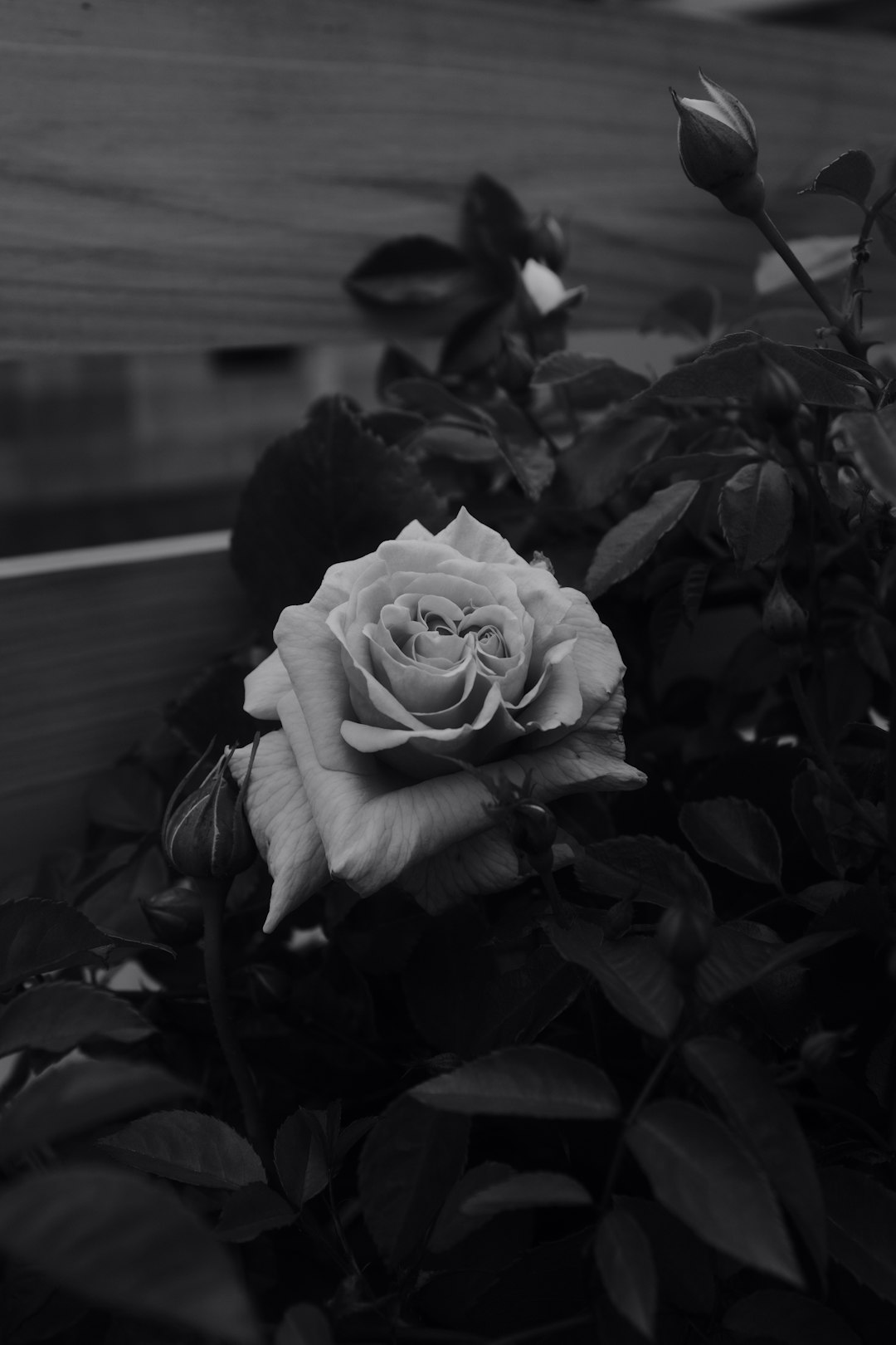 grayscale photo of rose in bloom